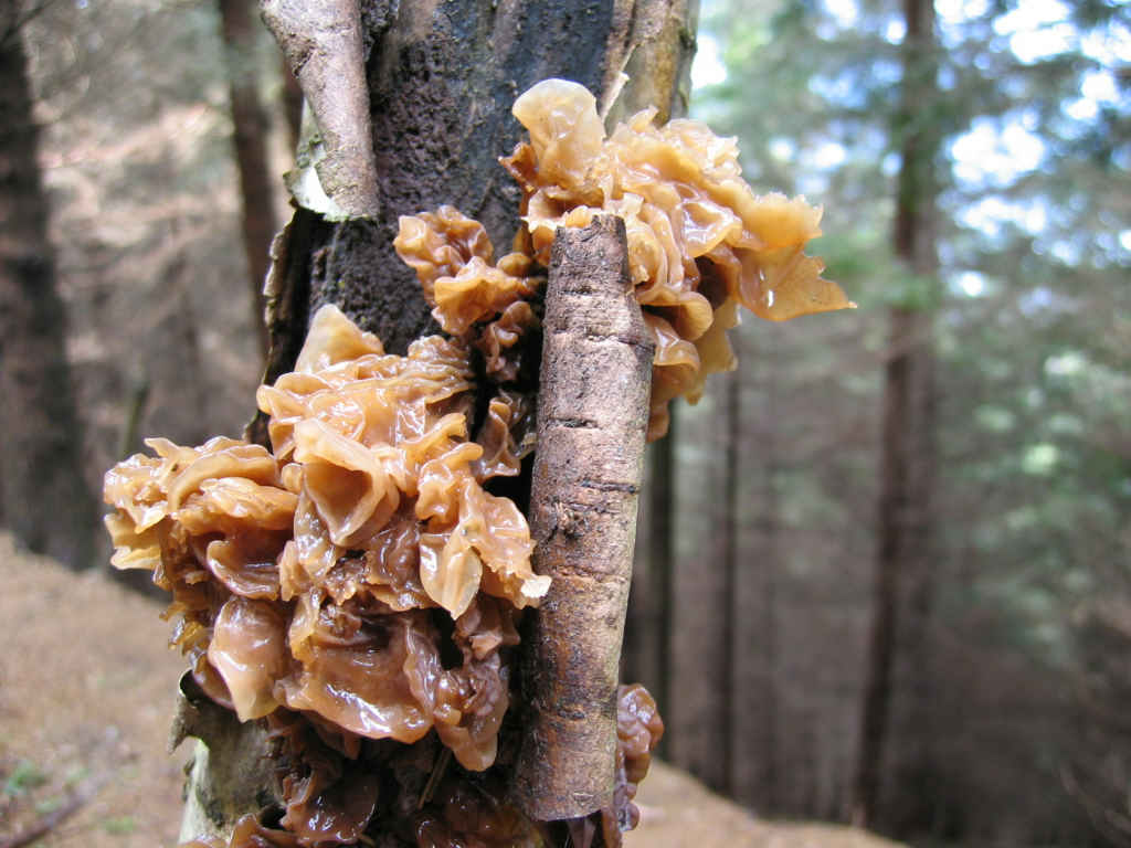 2005 :  Un anno di funghi